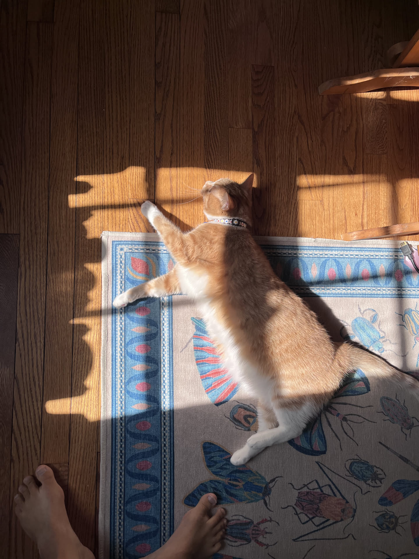 Our new orange cat, bathing in a sunbeam